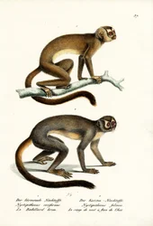Nachtaffen, 1824
